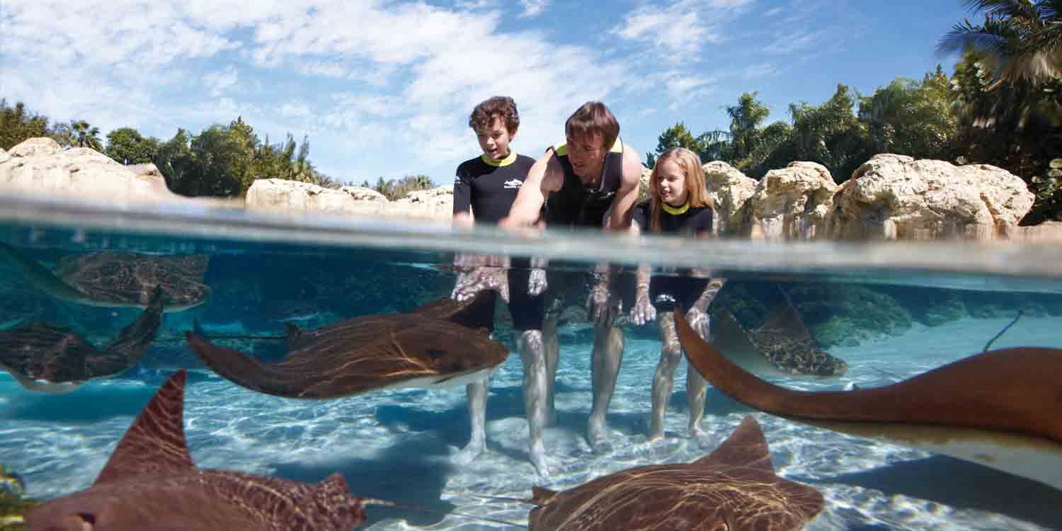 PGAV-Website-Design-Stingrays