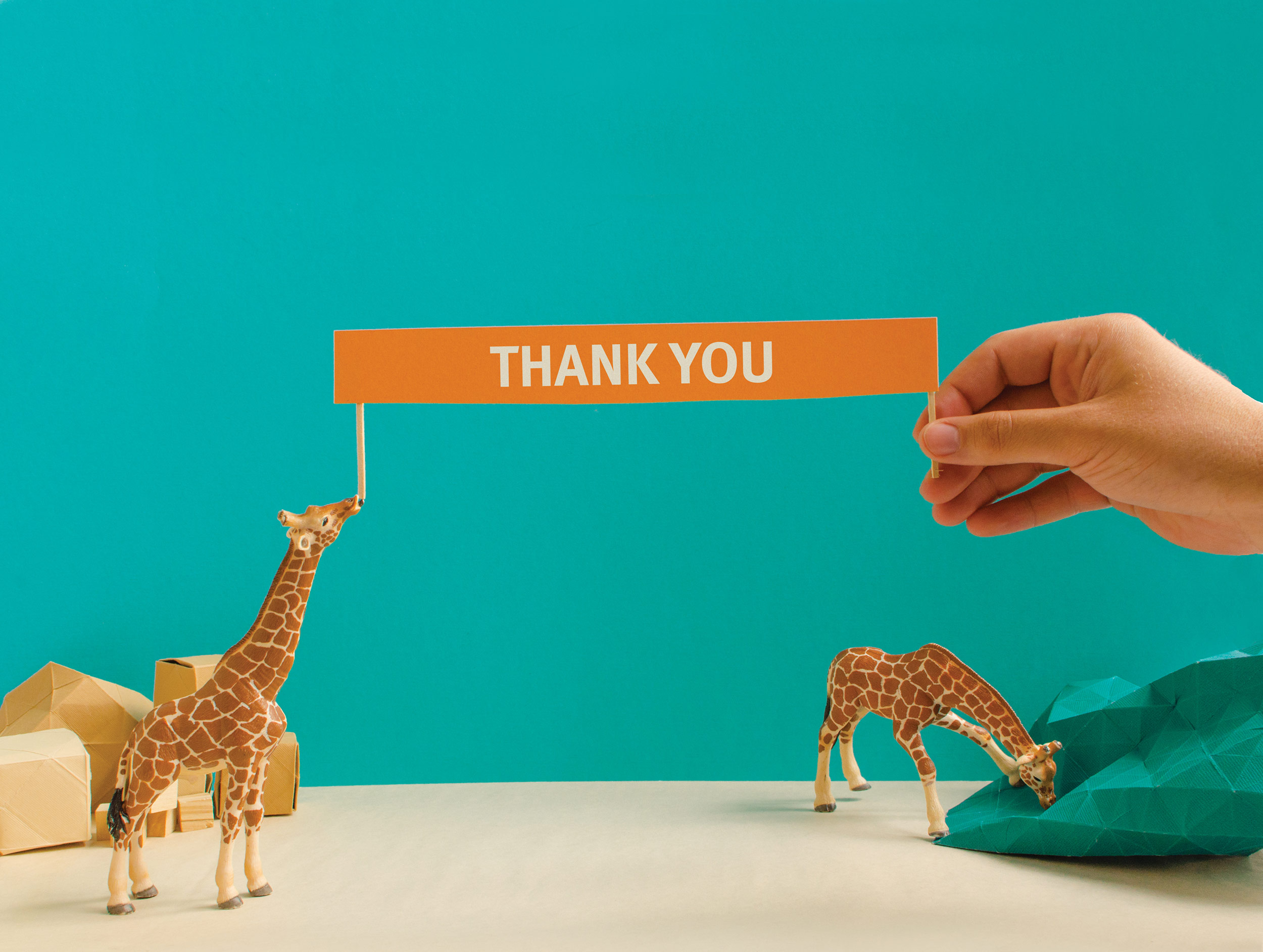 Thank you - St. Louis Zoo Annual Report Design