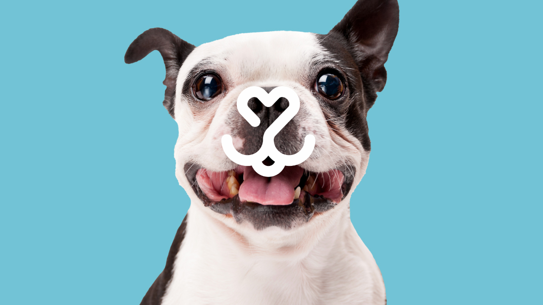 Puppy with All Pet Card logo