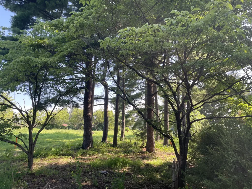 Cottle Village property trees