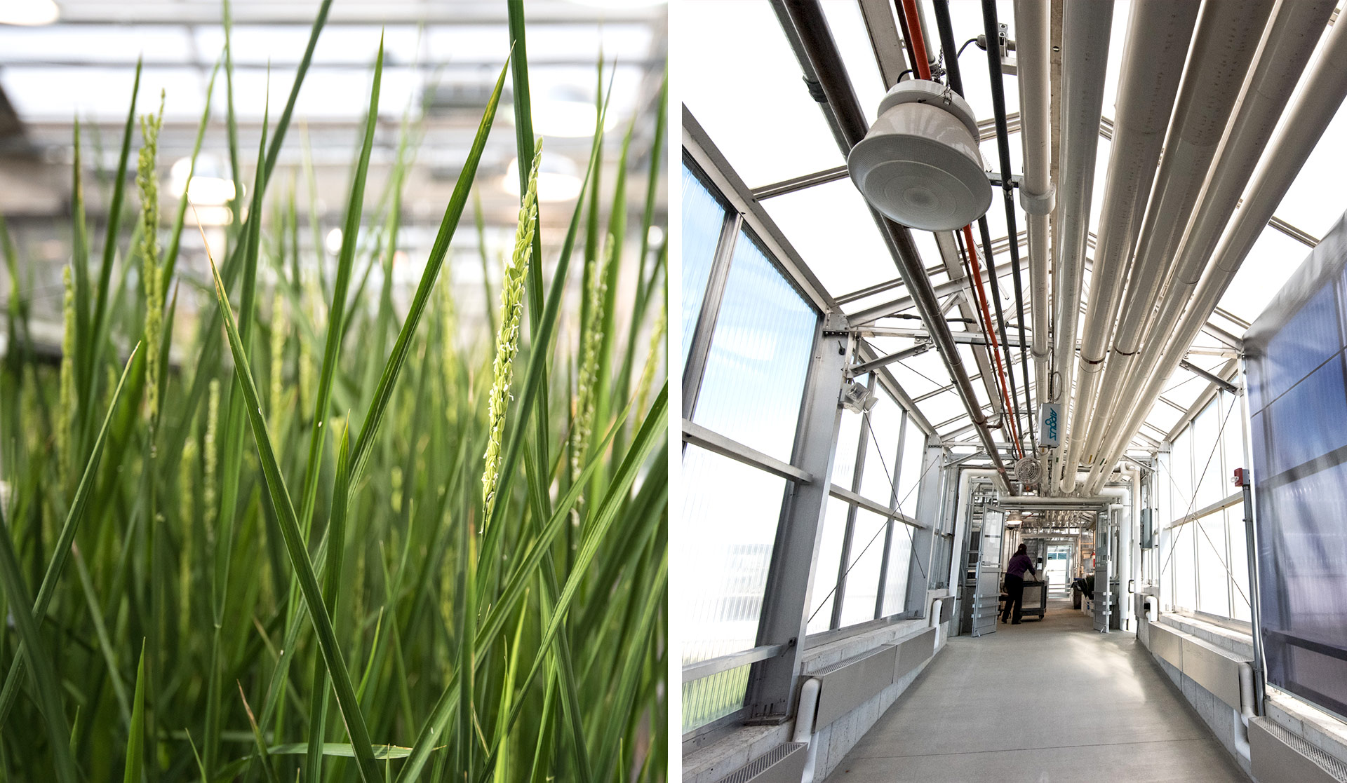 Benson Hill Biosystems -Branding elements