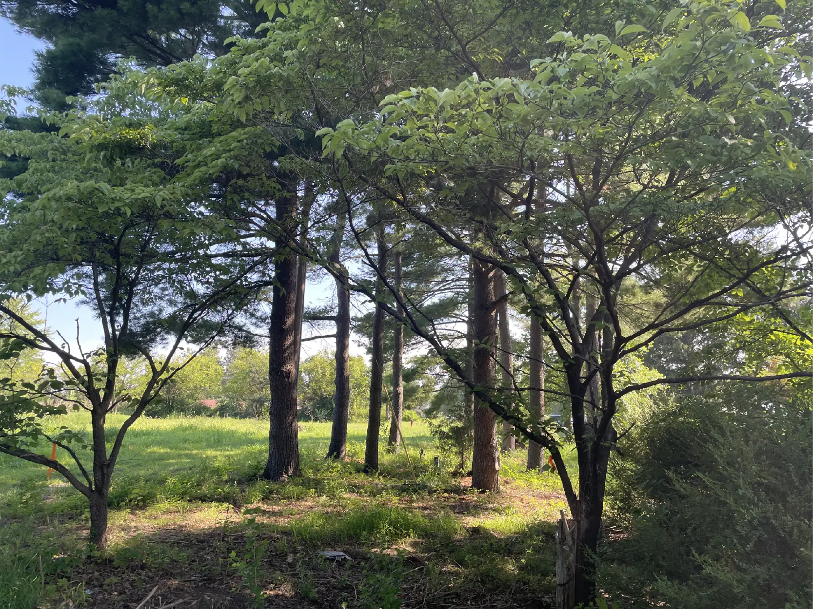 The wooded Cottle Village property
