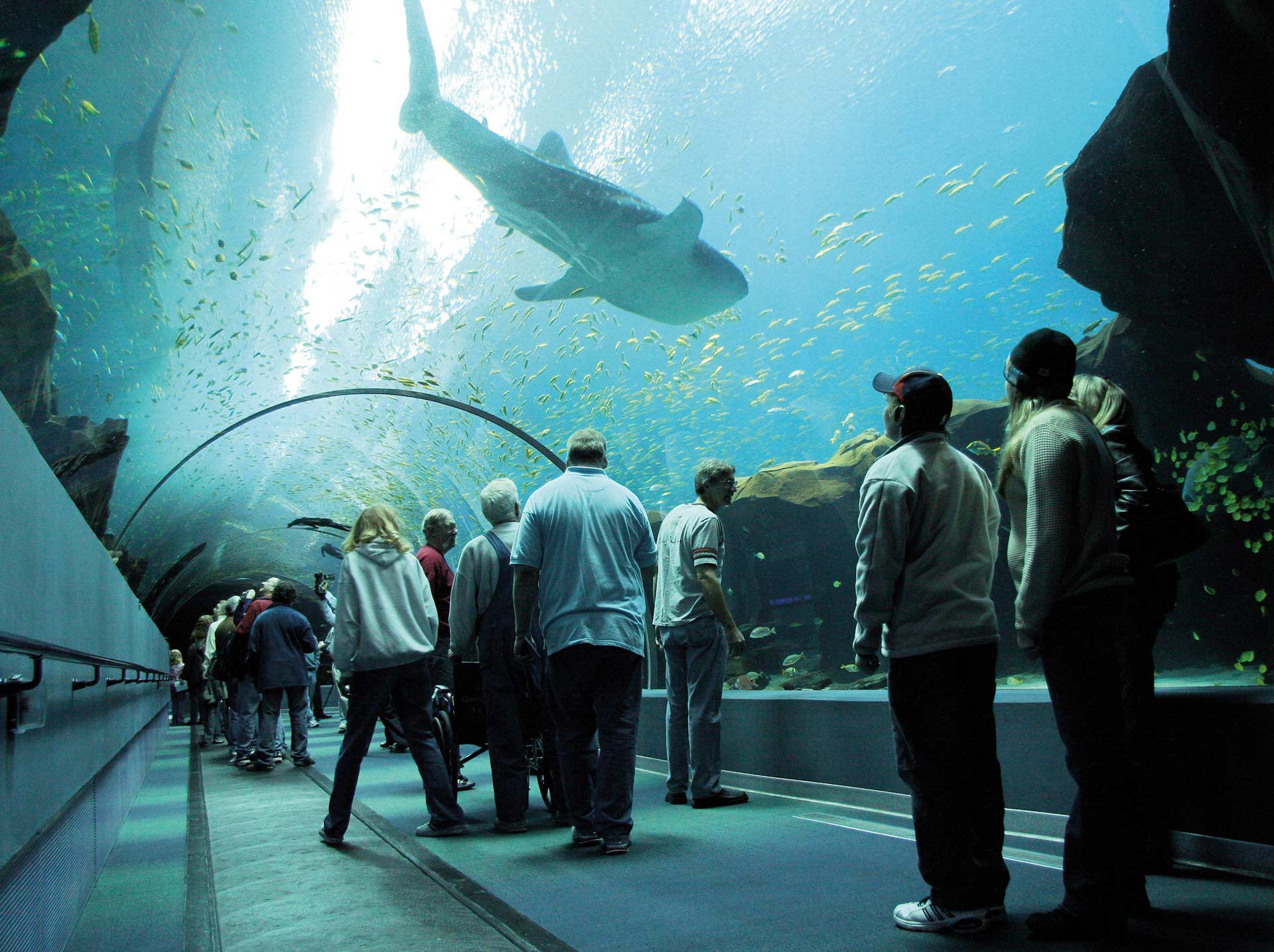 PGAV Destinations - Tunnel with Whale Shark